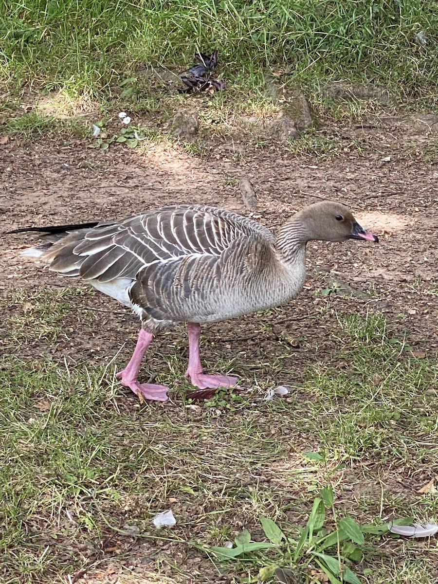 Pink-footed Goose - ML620650827