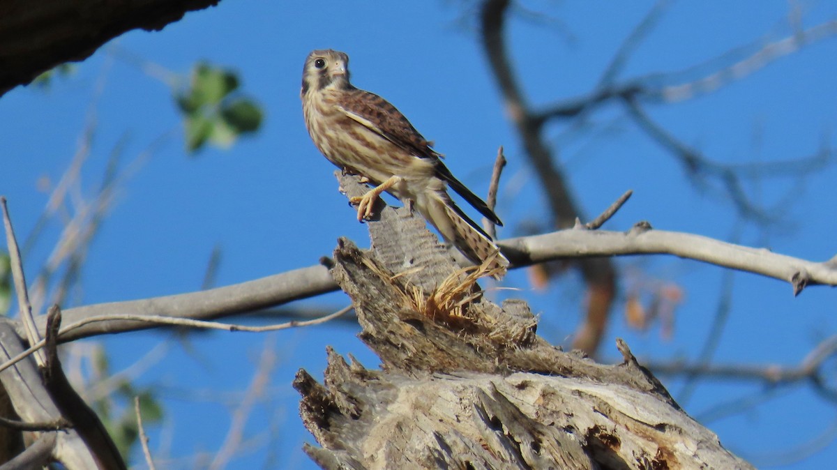 American Kestrel - ML620650828