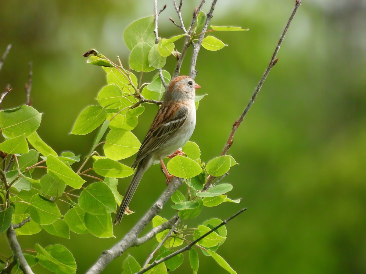 Field Sparrow - ML620650830