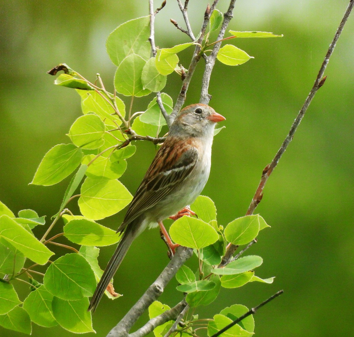 Field Sparrow - ML620650831