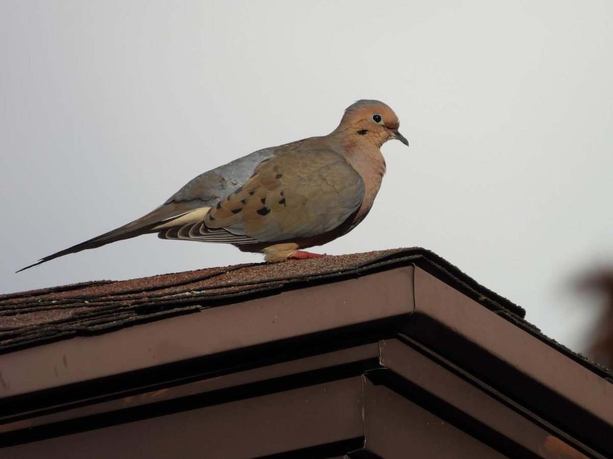 Mourning Dove - ML620650832