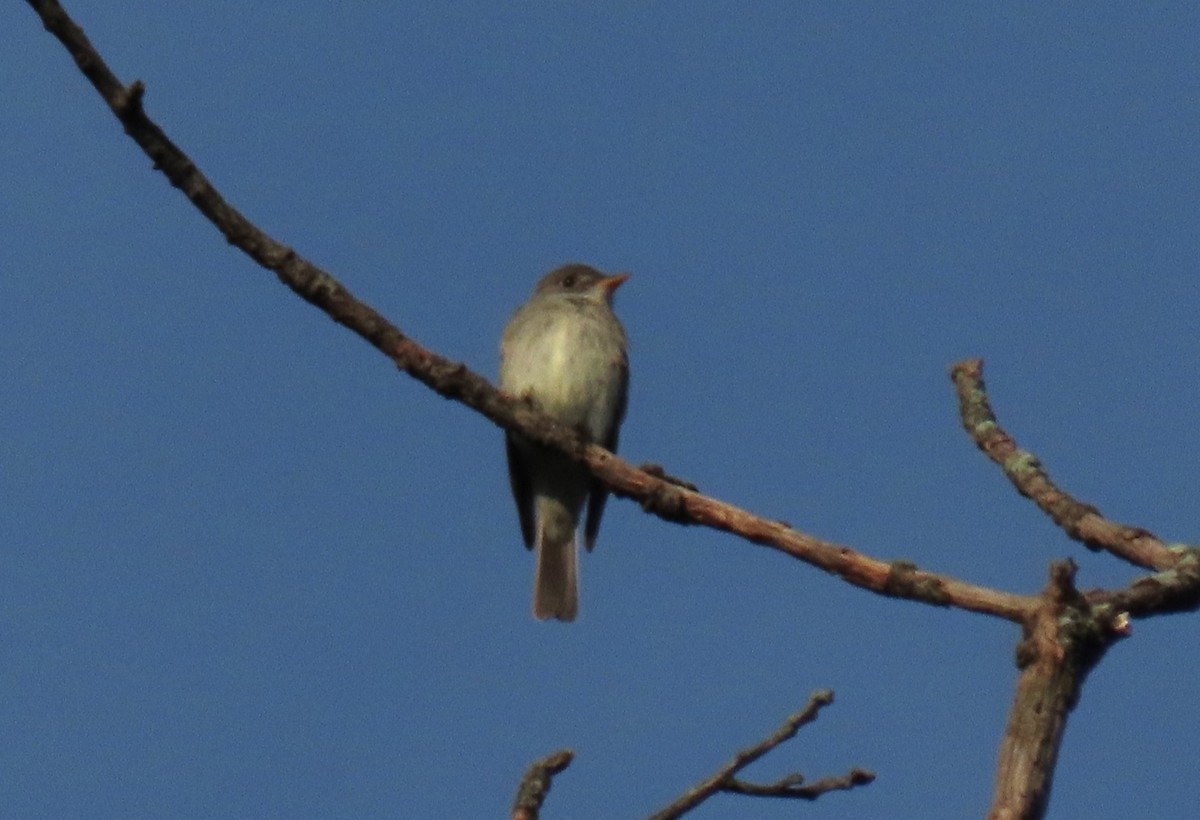 Eastern Wood-Pewee - ML620650833