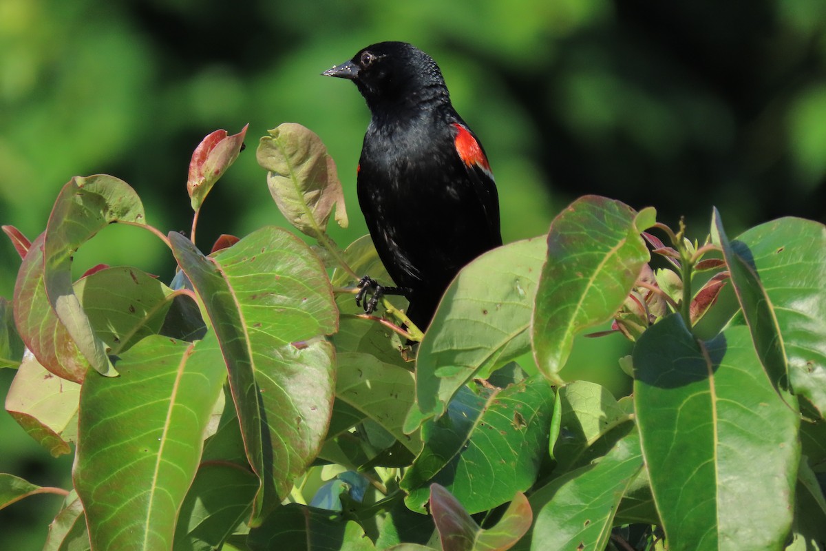 Red-winged Blackbird - ML620650836