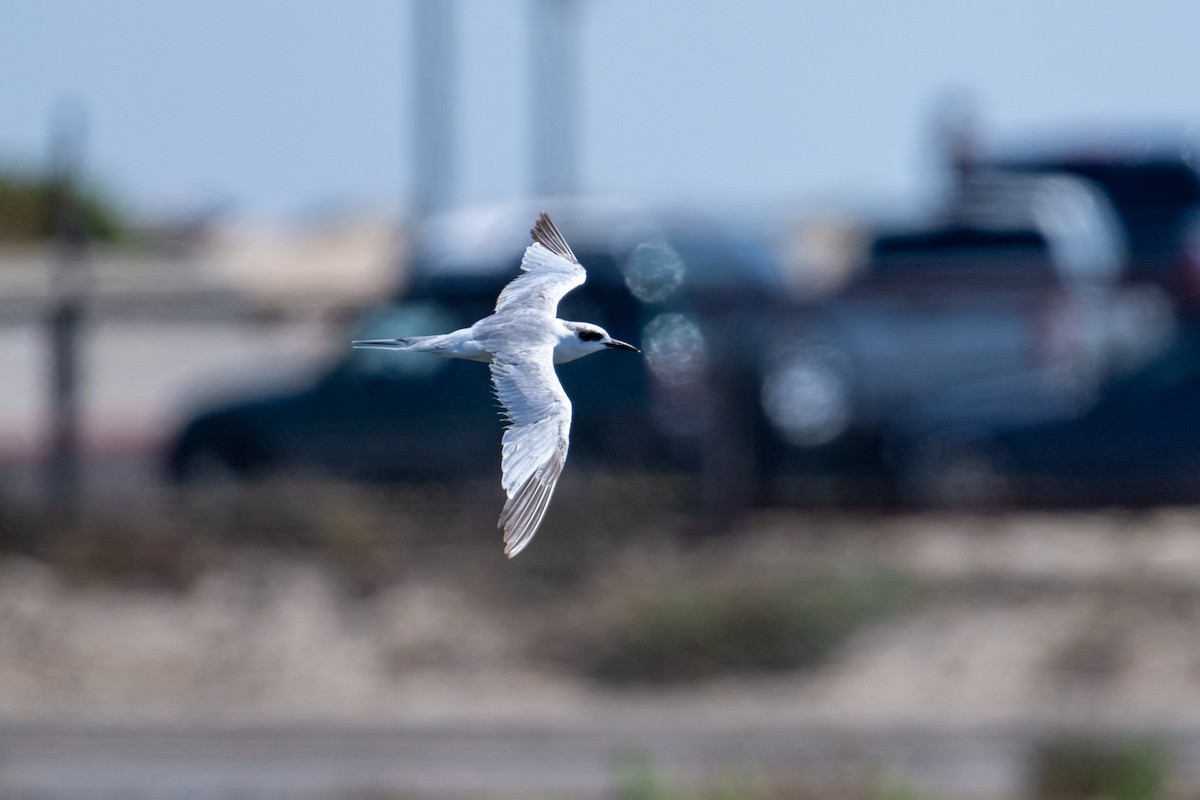 Forster's Tern - ML620650840