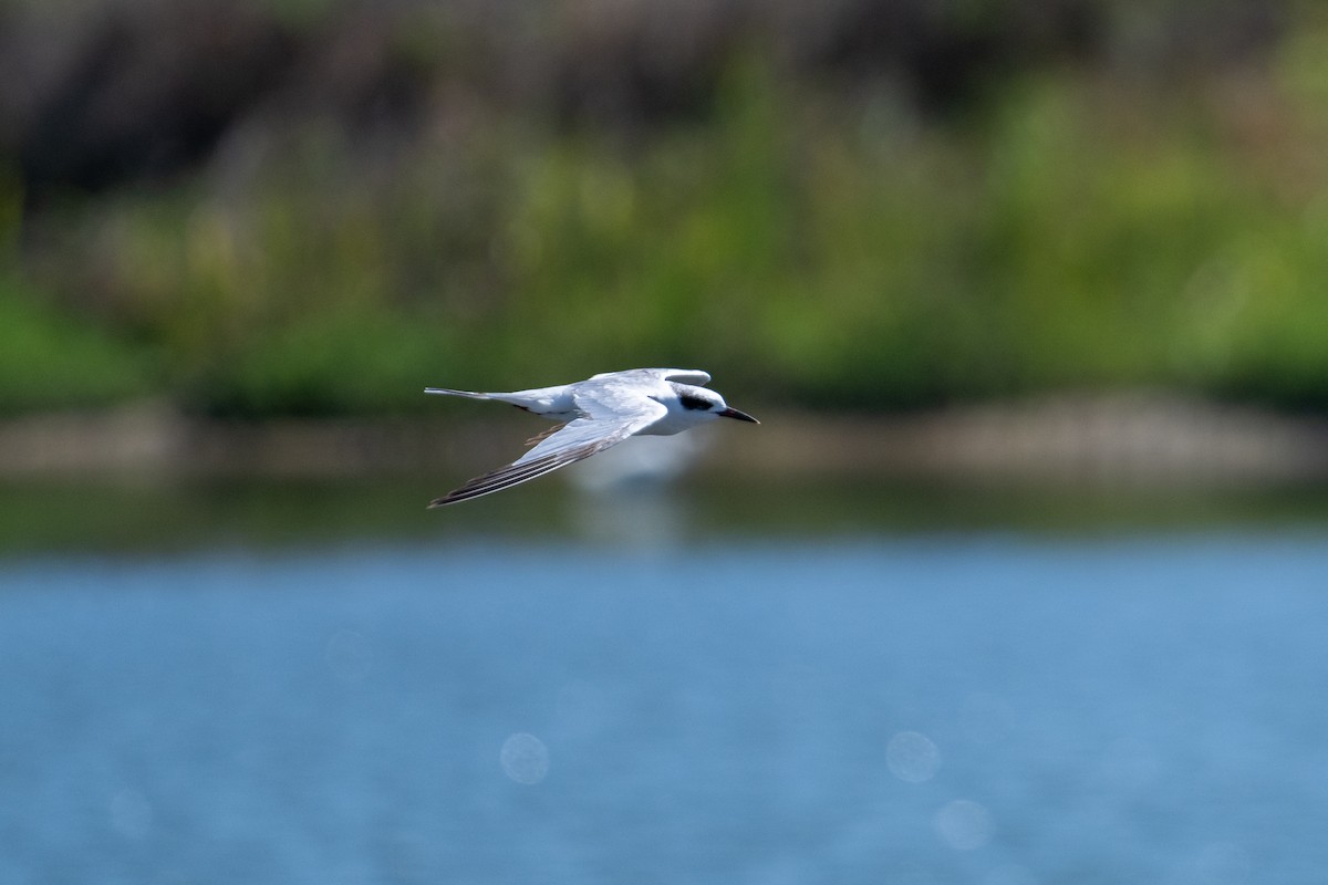 Forster's Tern - Brent Reed