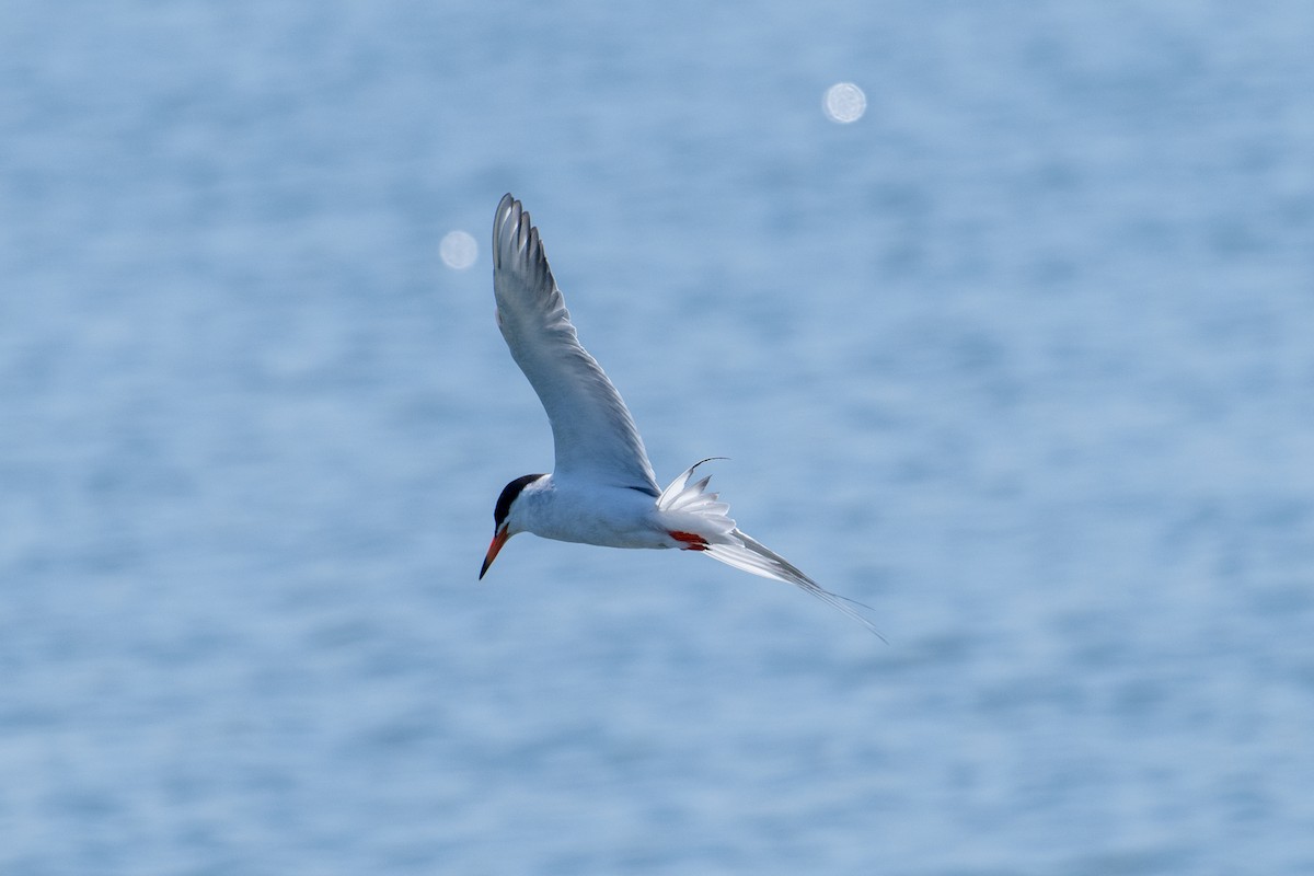 Forster's Tern - ML620650842