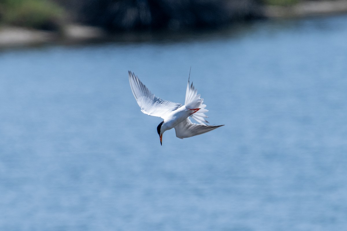 Forster's Tern - ML620650843