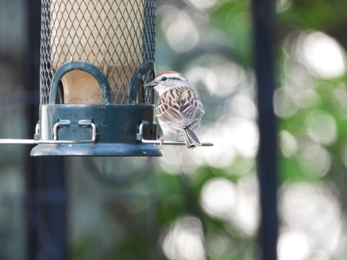 Chipping Sparrow - ML620650844