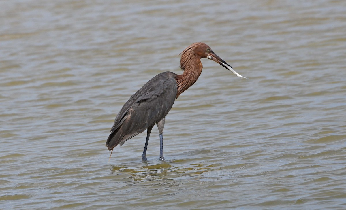 Reddish Egret - ML620650846