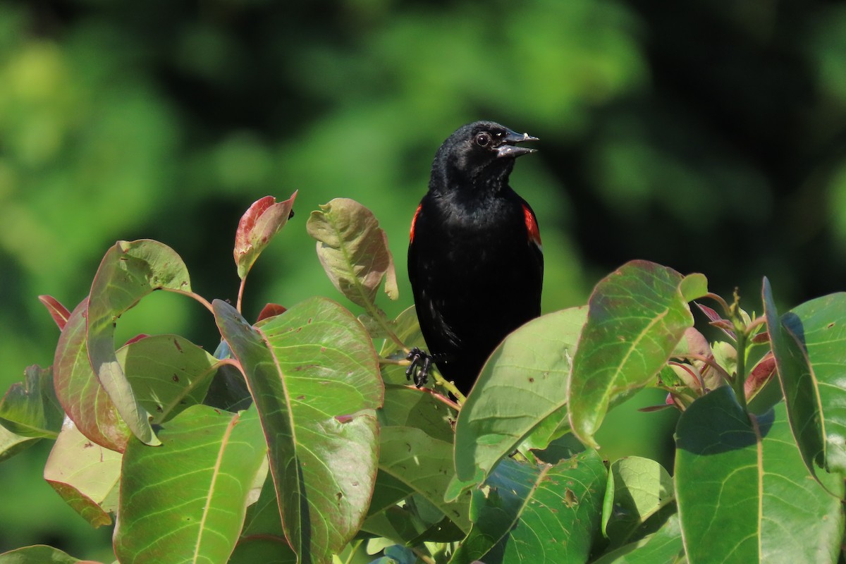 Red-winged Blackbird - ML620650847