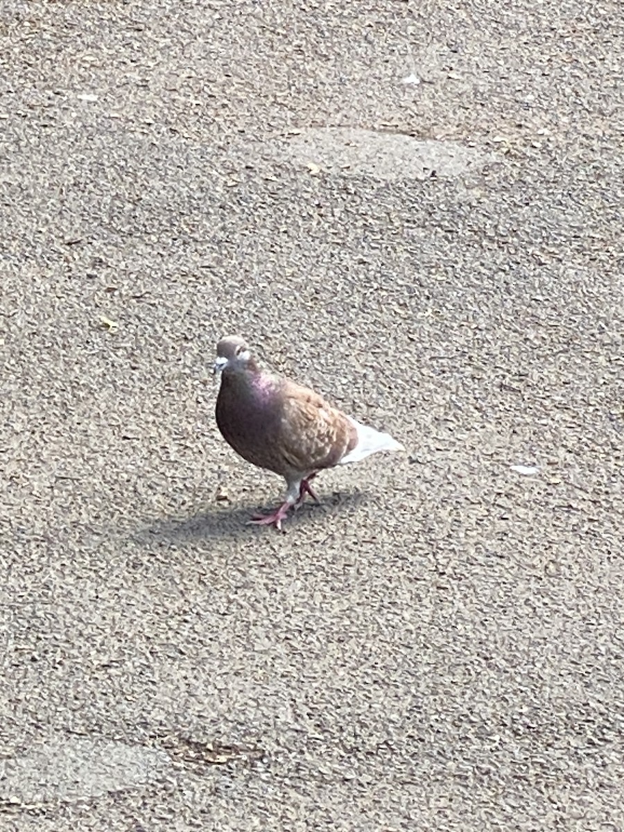 Rock Pigeon (Feral Pigeon) - ML620650848