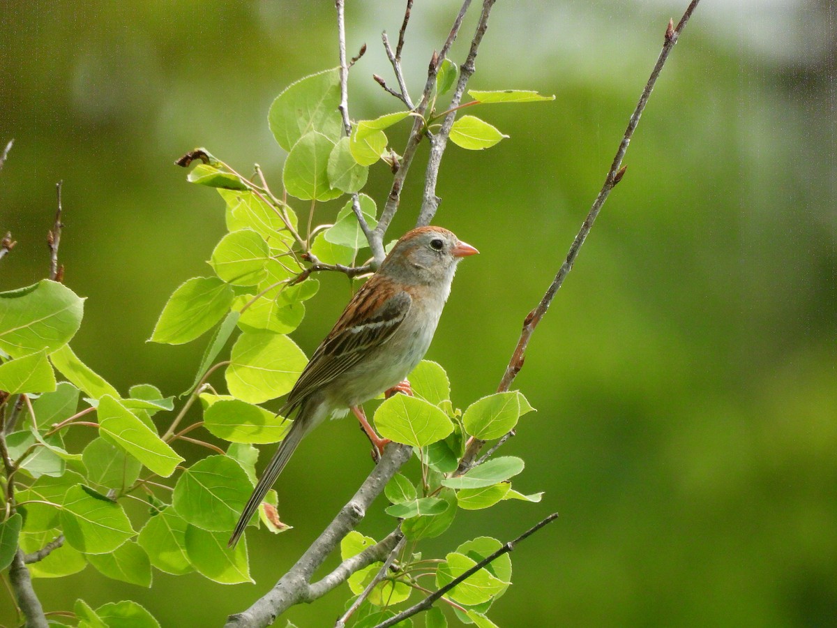 Field Sparrow - ML620650853