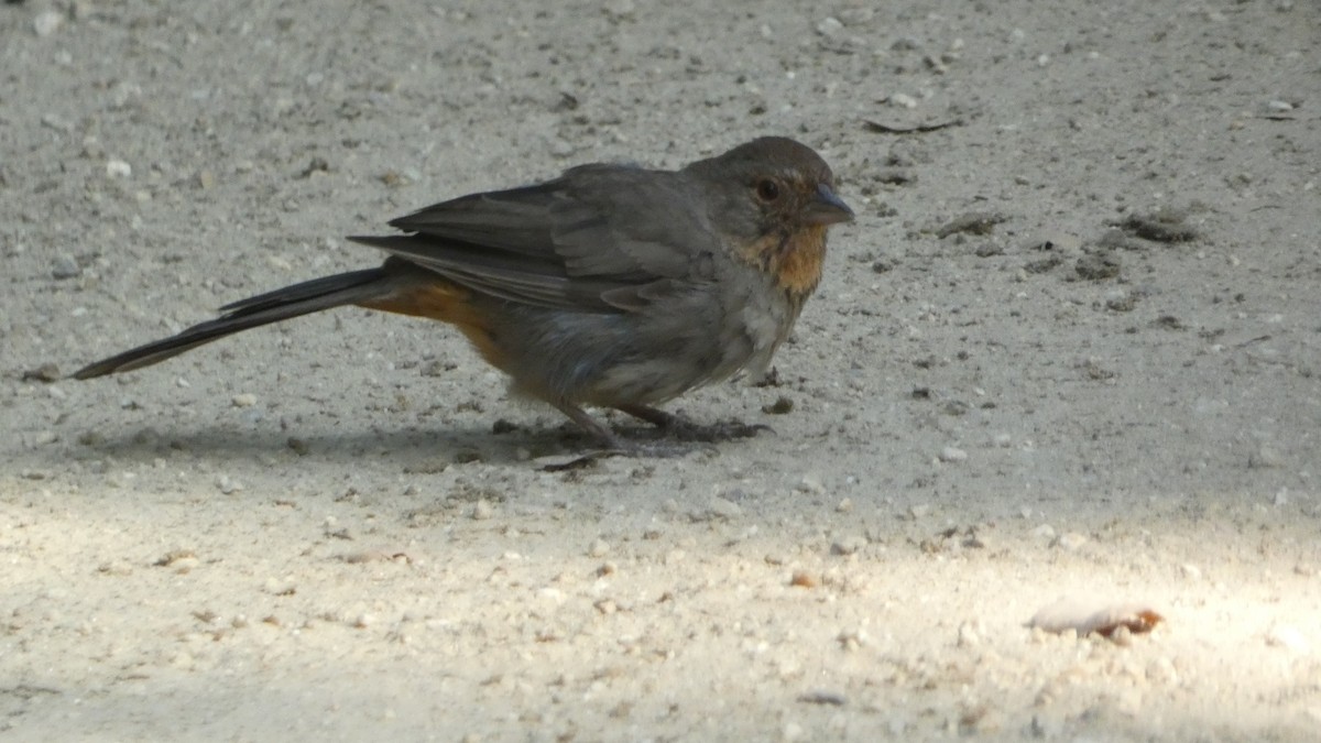 California Towhee - ML620650855