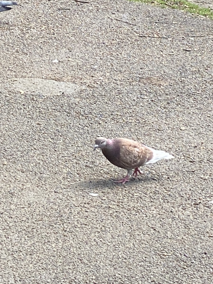 Rock Pigeon (Feral Pigeon) - ML620650856