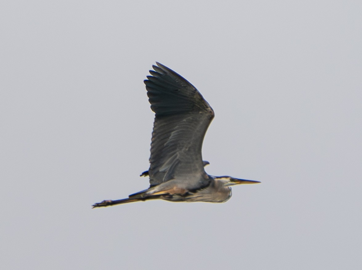 Garza Azulada (grupo herodias) - ML620650857