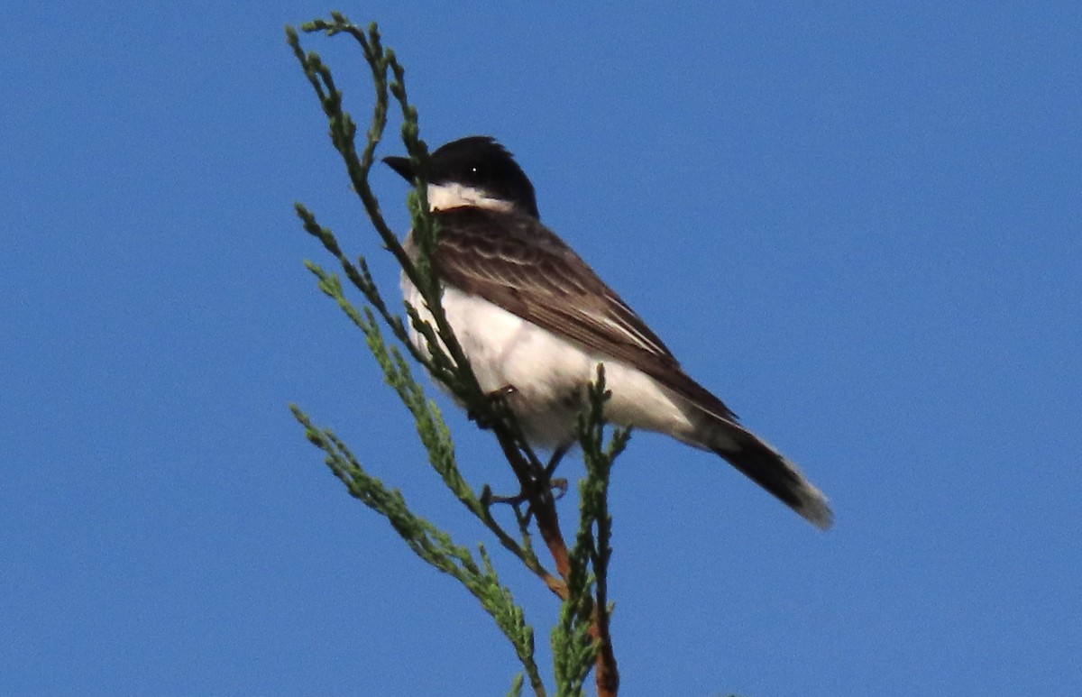 Eastern Kingbird - ML620650862