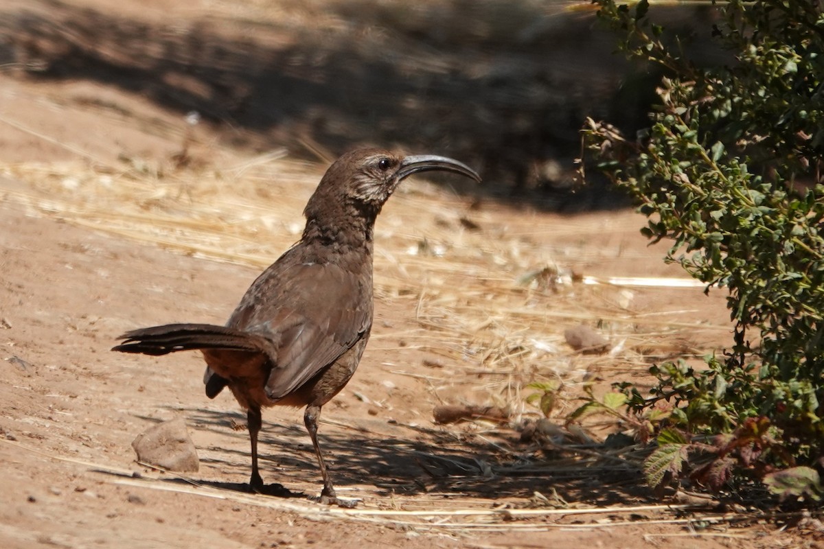 California Thrasher - Cindy Cummings