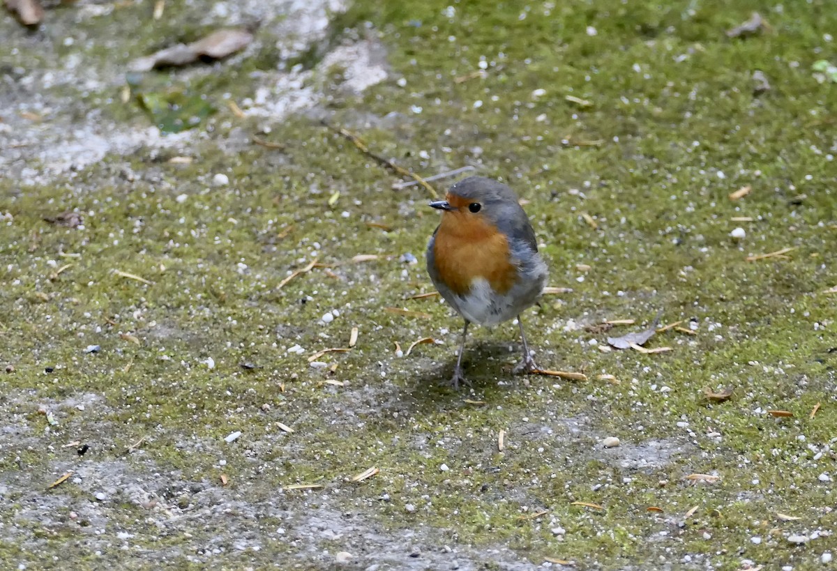 European Robin - ML620650864