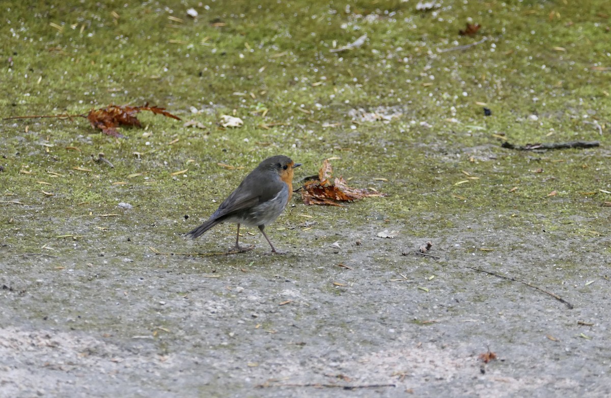 European Robin - ML620650865