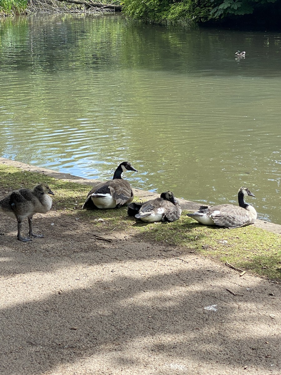 Canada Goose - ML620650866