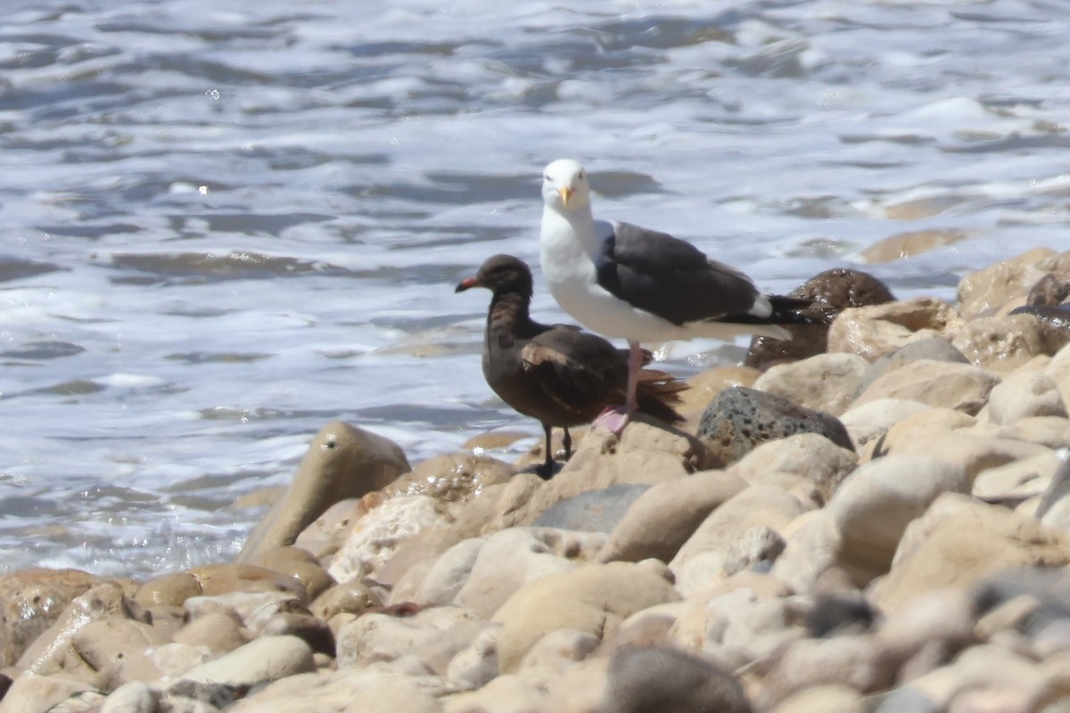 Heermann's Gull - ML620650867