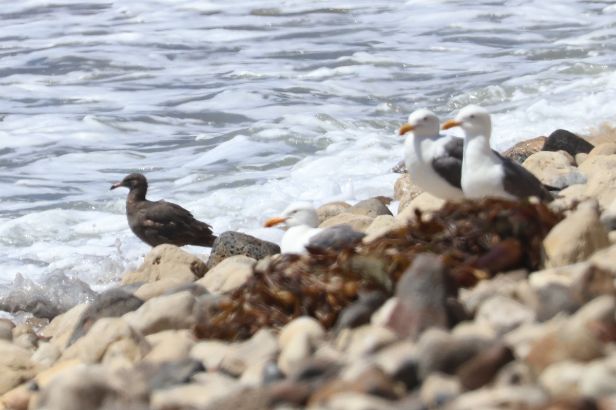 Heermann's Gull - ML620650868