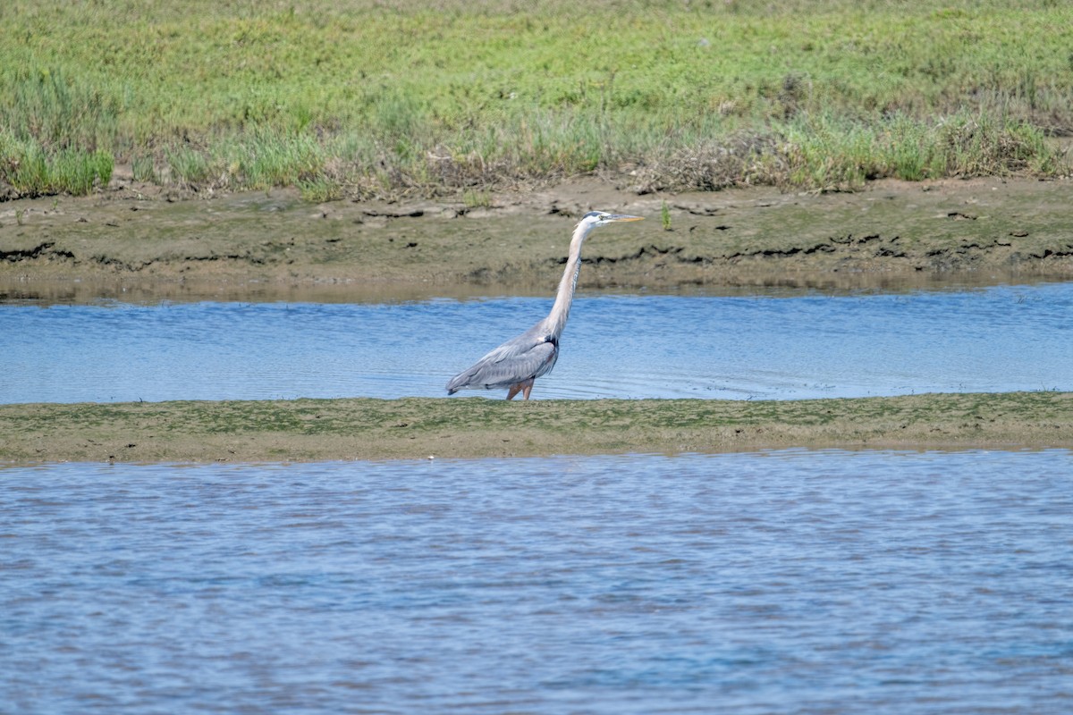 Great Blue Heron - ML620650869