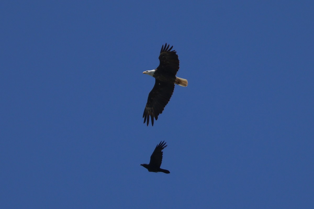 Bald Eagle - ML620650871