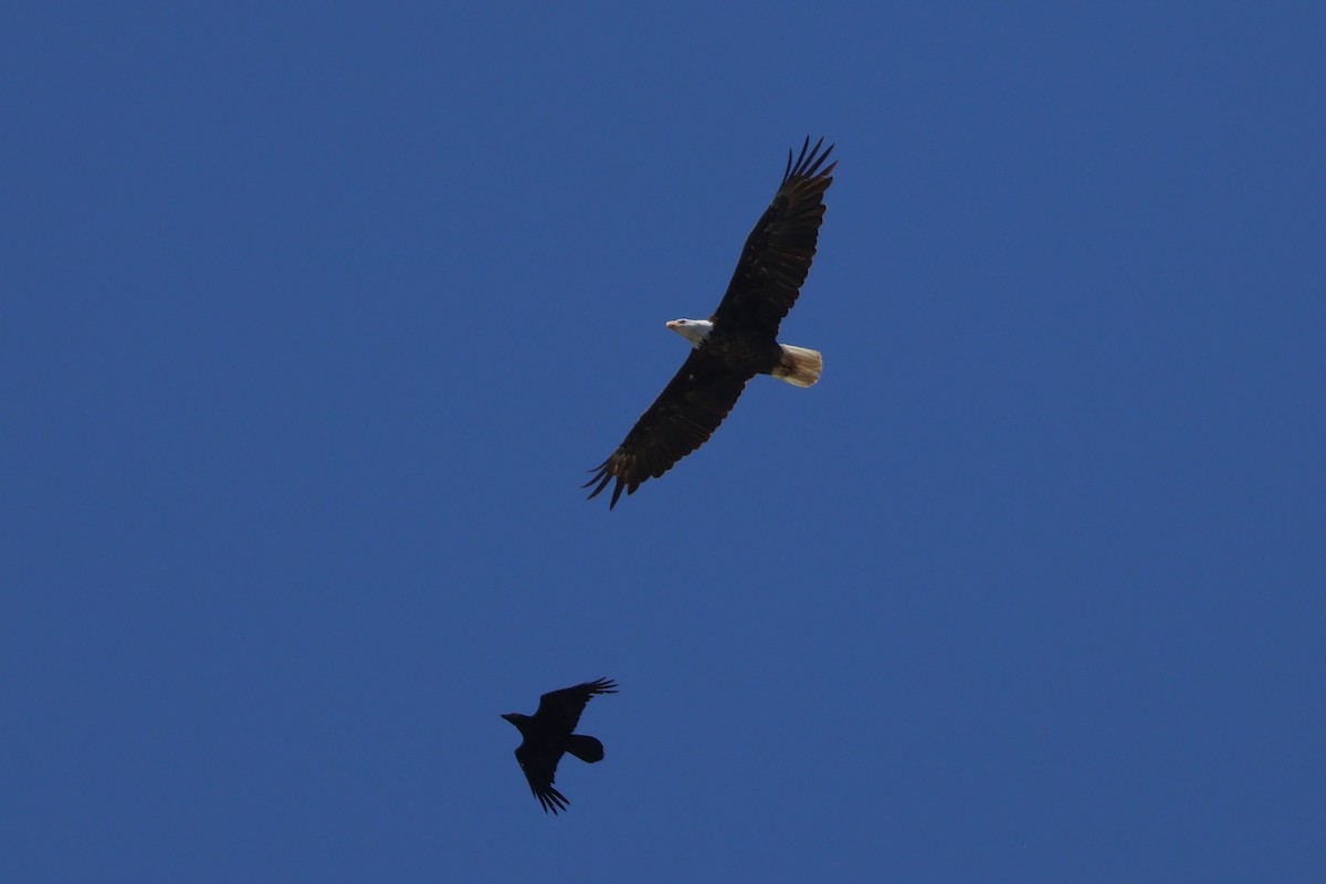 Bald Eagle - ML620650872