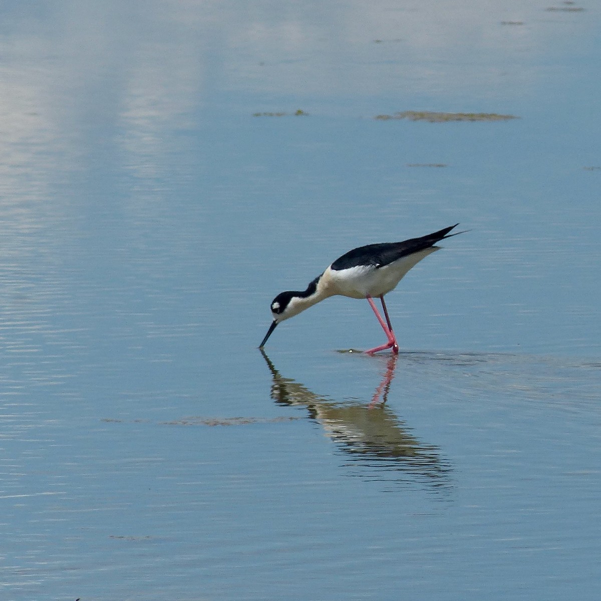 Black-necked Stilt - ML620650873