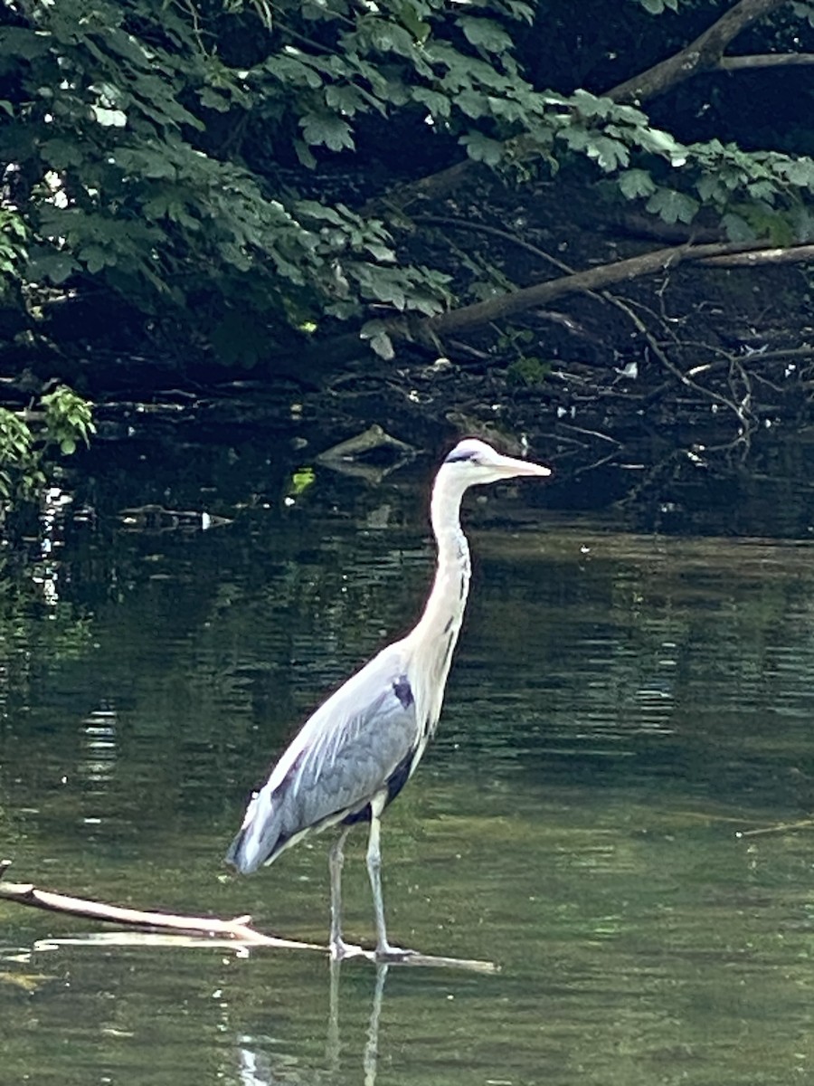 Gray Heron - ML620650875