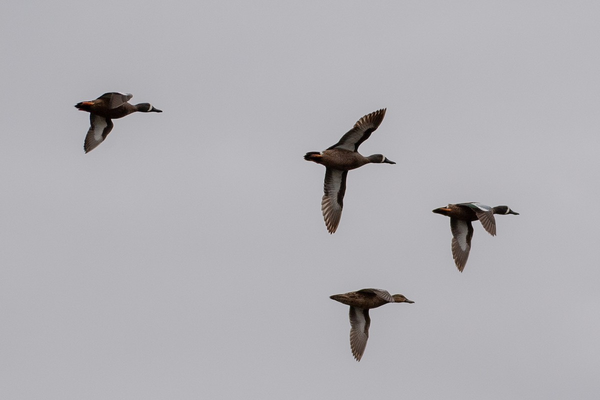 Blue-winged Teal - ML620650876