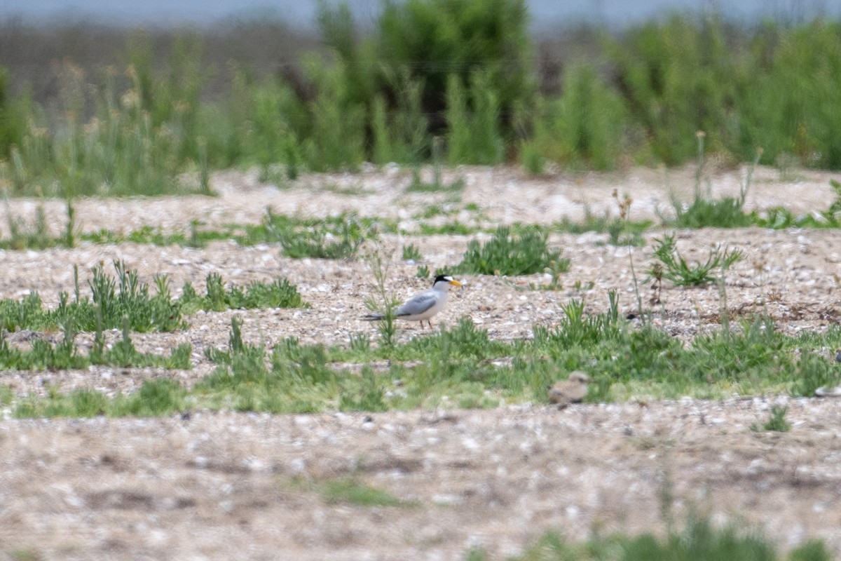 Least Tern - Brent Reed