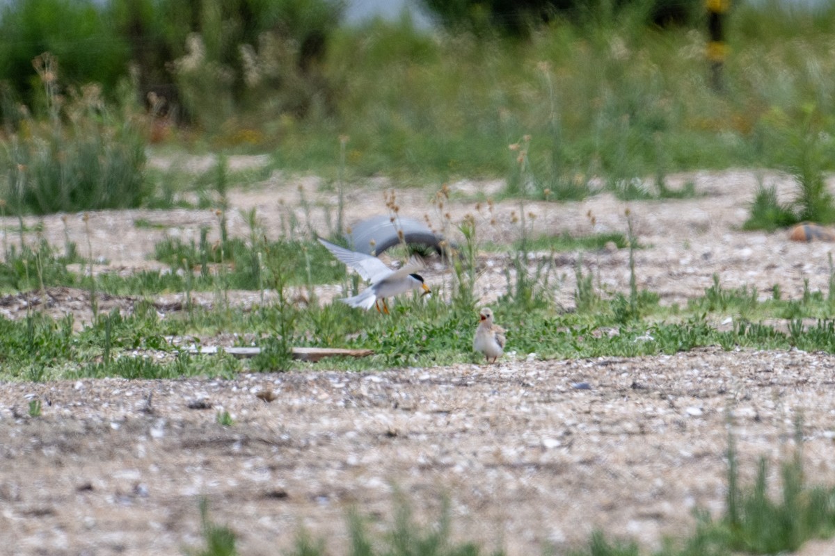 Least Tern - Brent Reed