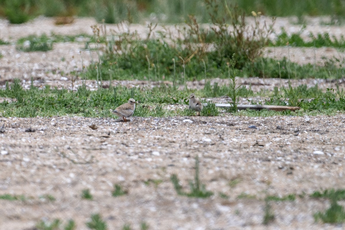 Least Tern - ML620650879