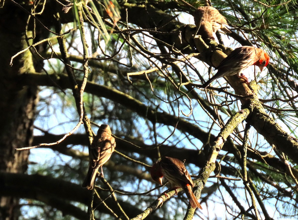 House Finch - ML620650880