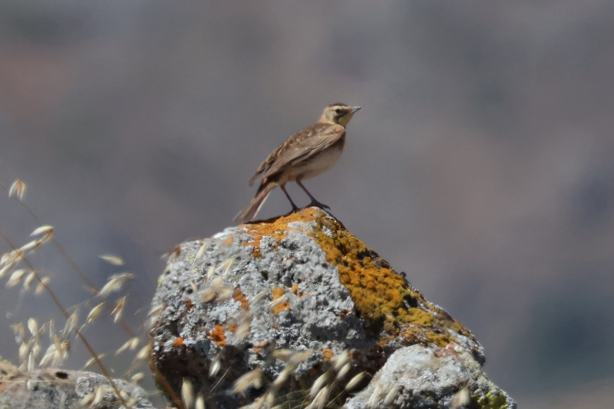 Horned Lark - ML620650881