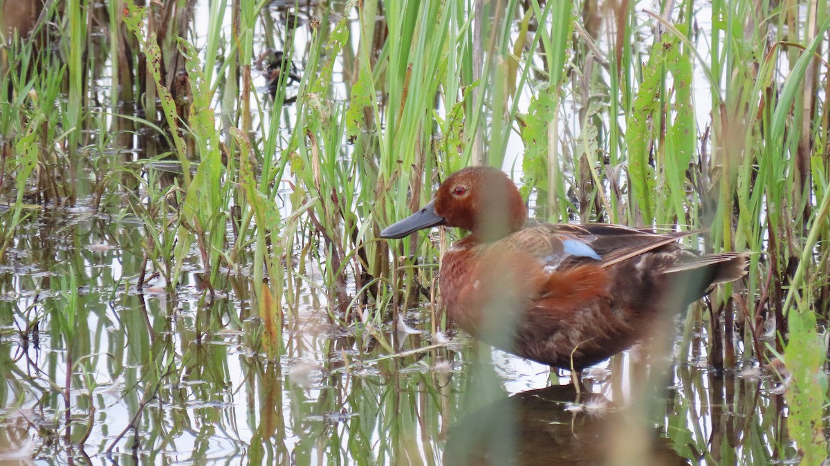 Cinnamon Teal - ML620650885