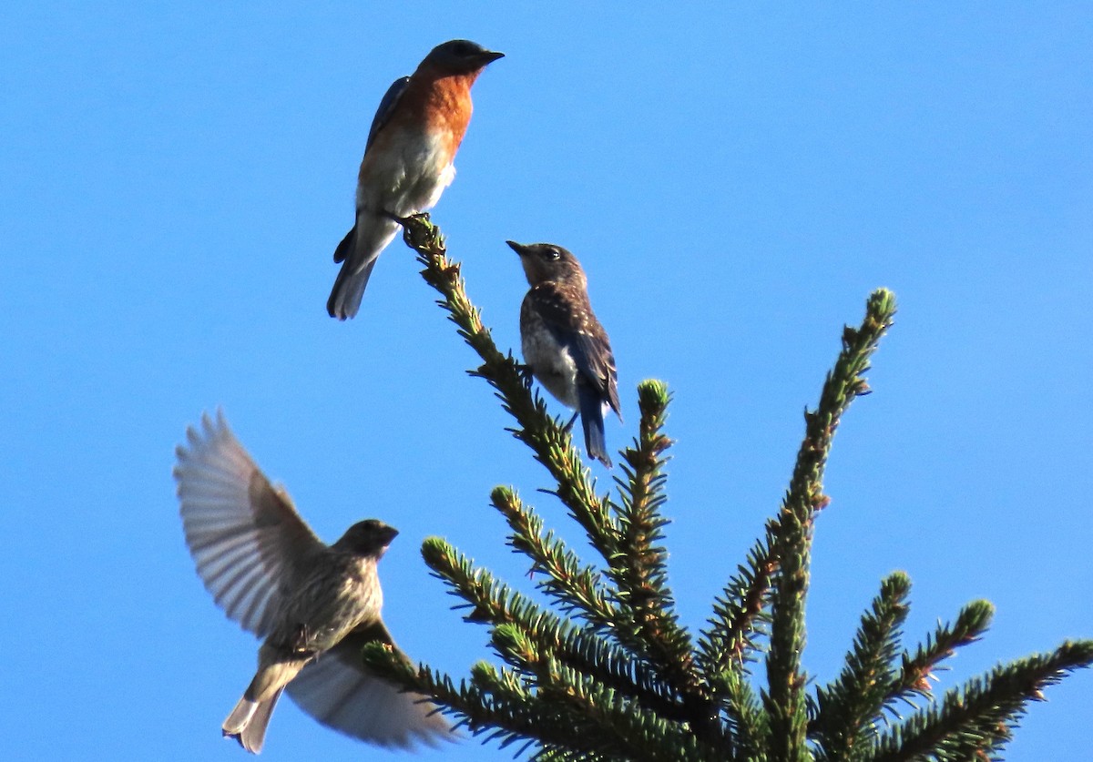 Eastern Bluebird - ML620650887