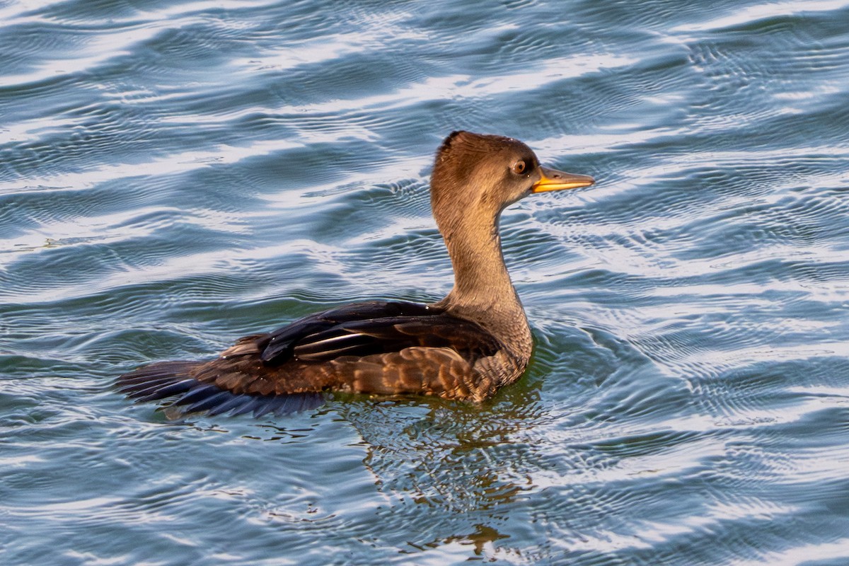 Hooded Merganser - ML620650888