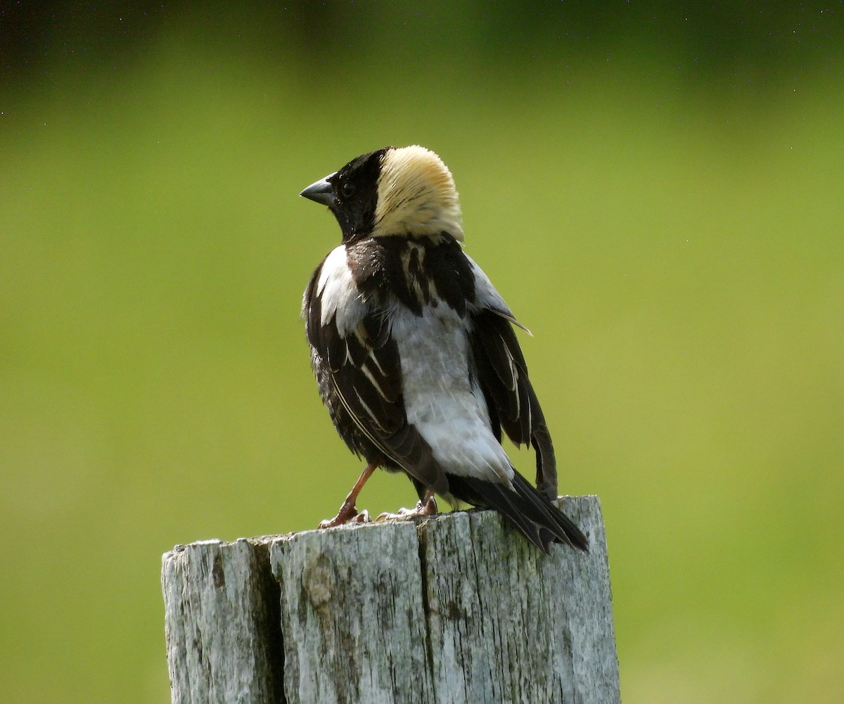 bobolink americký - ML620650891