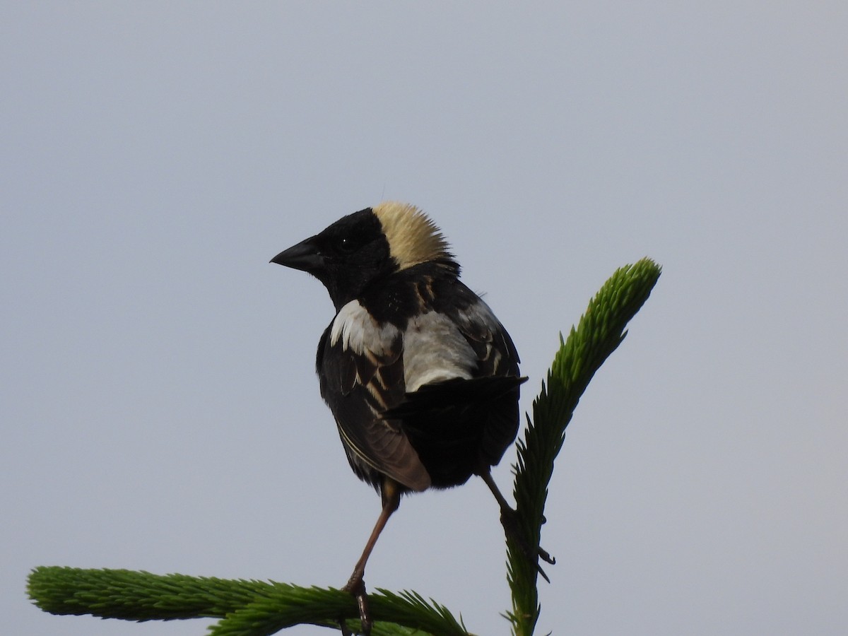 bobolink americký - ML620650892