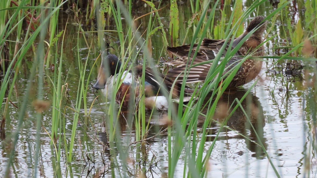 Northern Shoveler - ML620650893