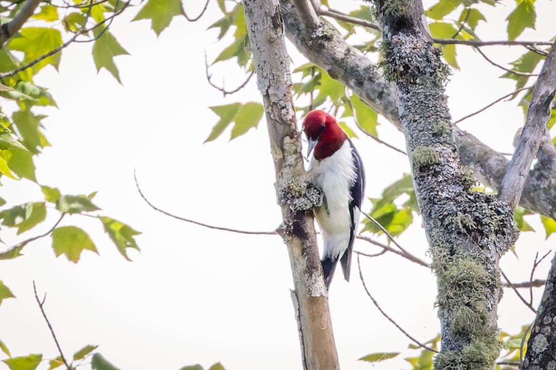 Red-headed Woodpecker - ML620650898