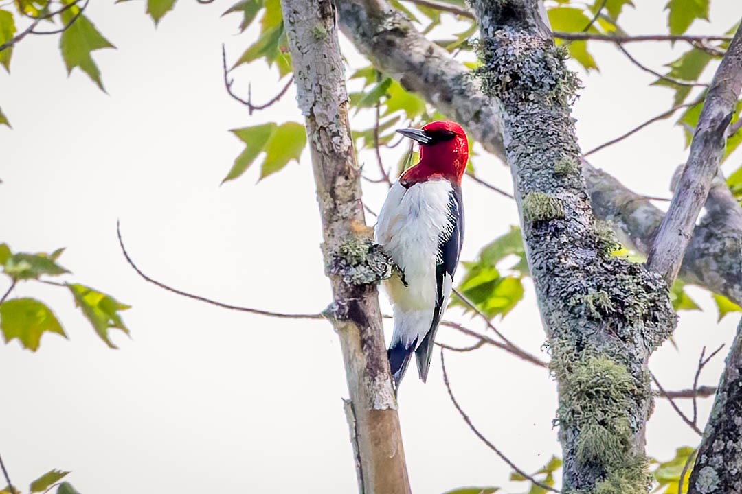 Red-headed Woodpecker - ML620650899