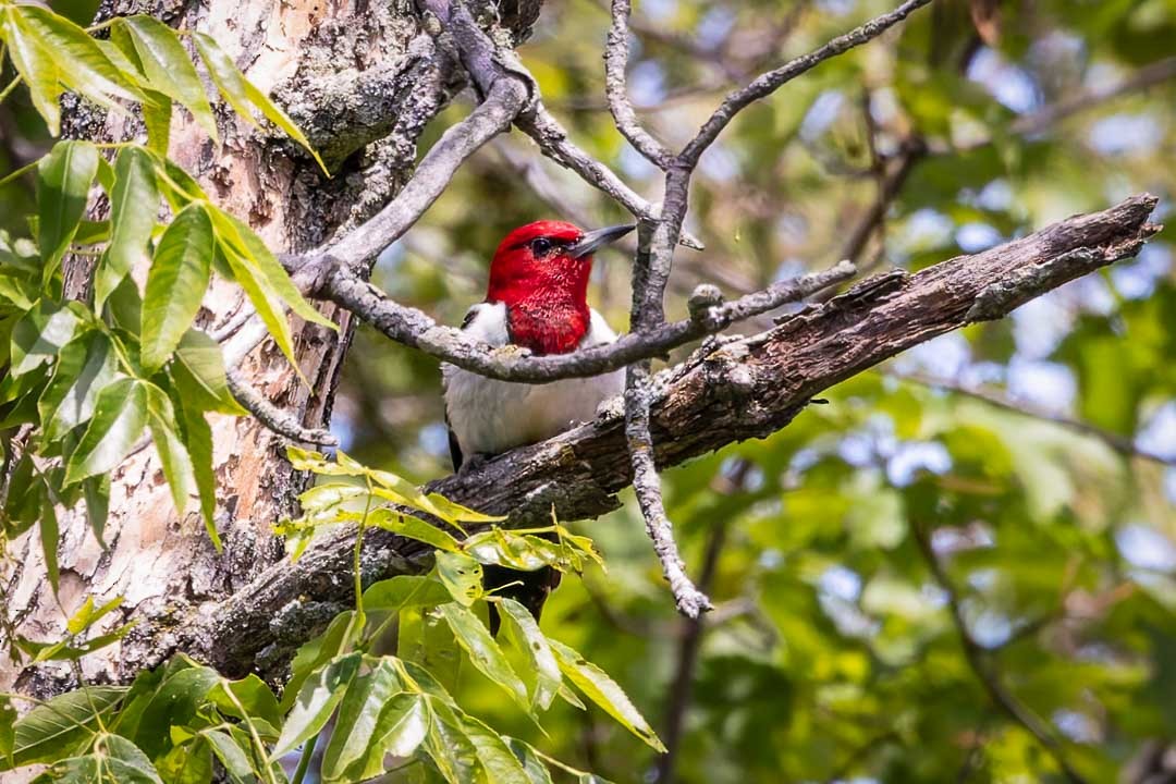 Red-headed Woodpecker - ML620650900