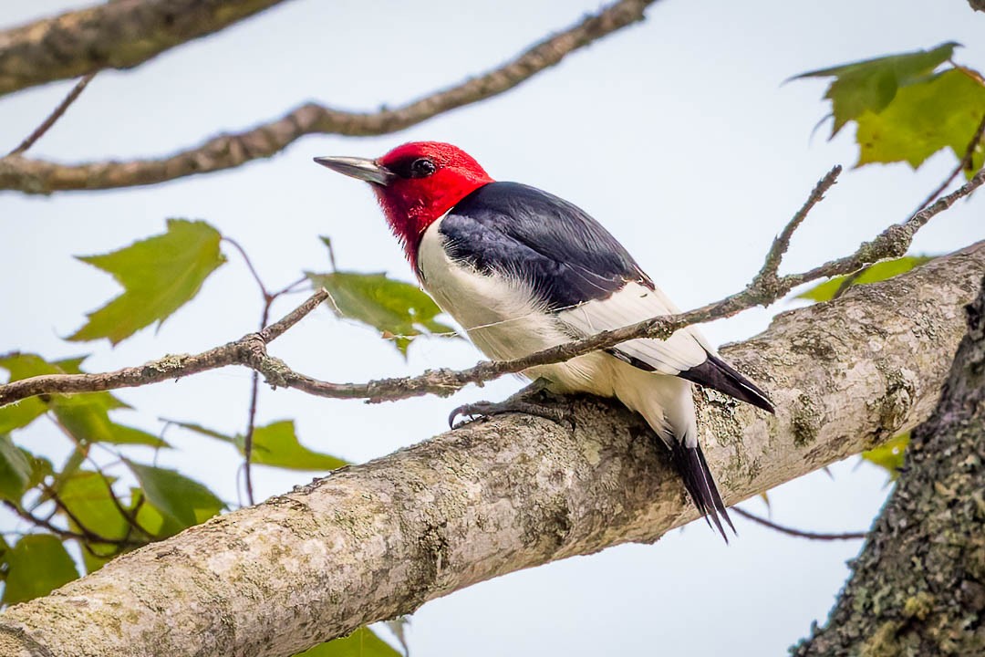 Red-headed Woodpecker - ML620650901