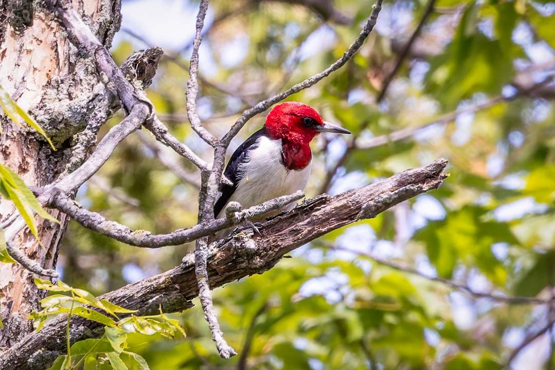 Red-headed Woodpecker - ML620650902