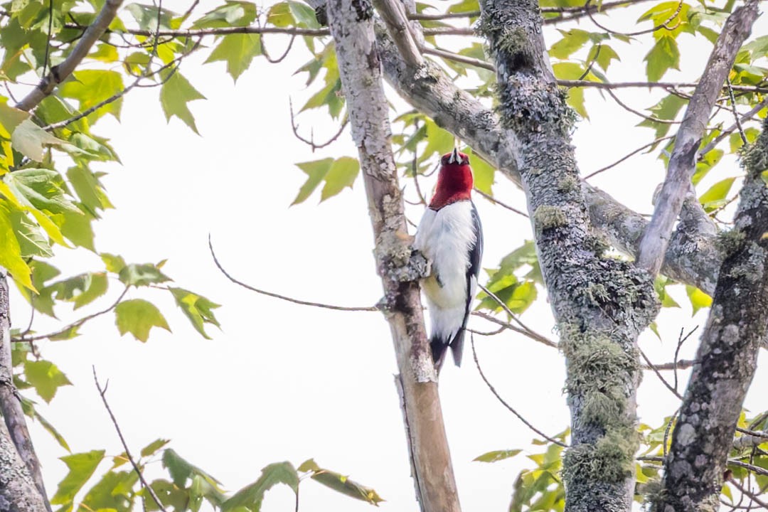 Red-headed Woodpecker - ML620650903