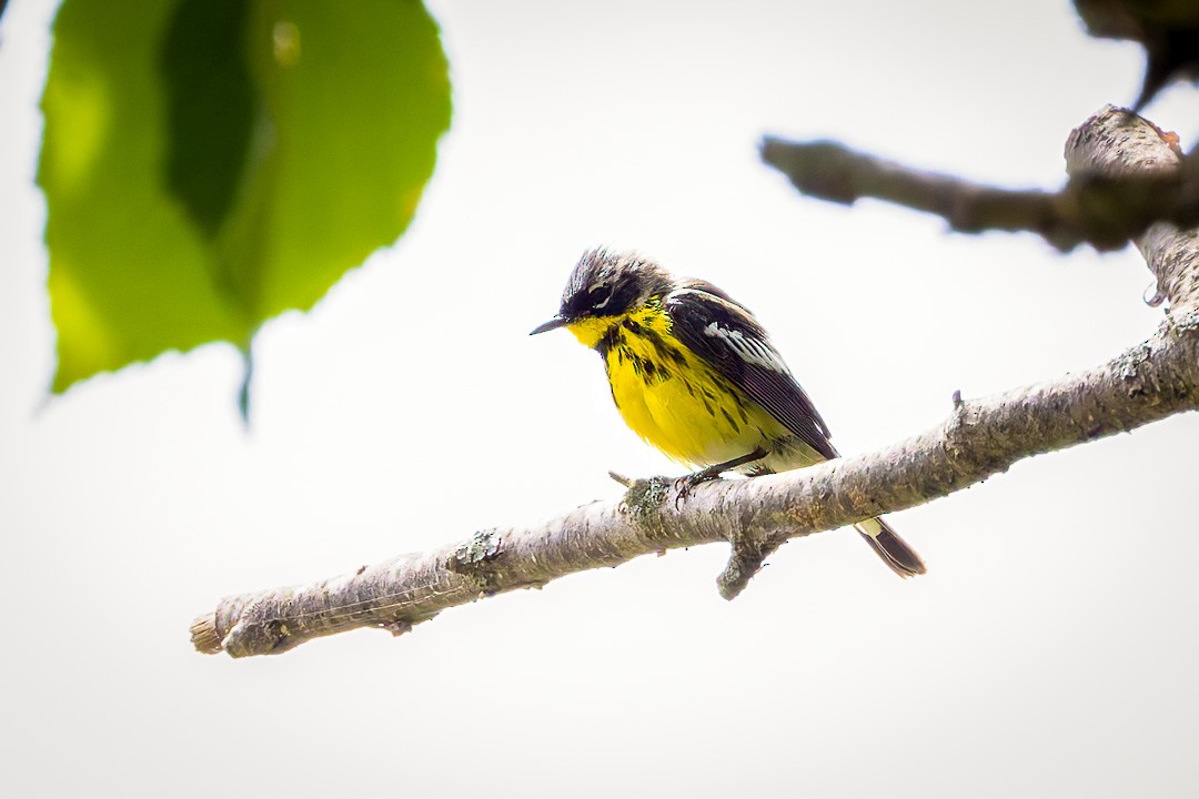 Magnolia Warbler - ML620650908